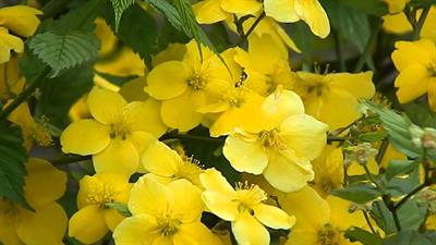 Kerria, بومی چین، ژاپن و کره، آبشار طلایی